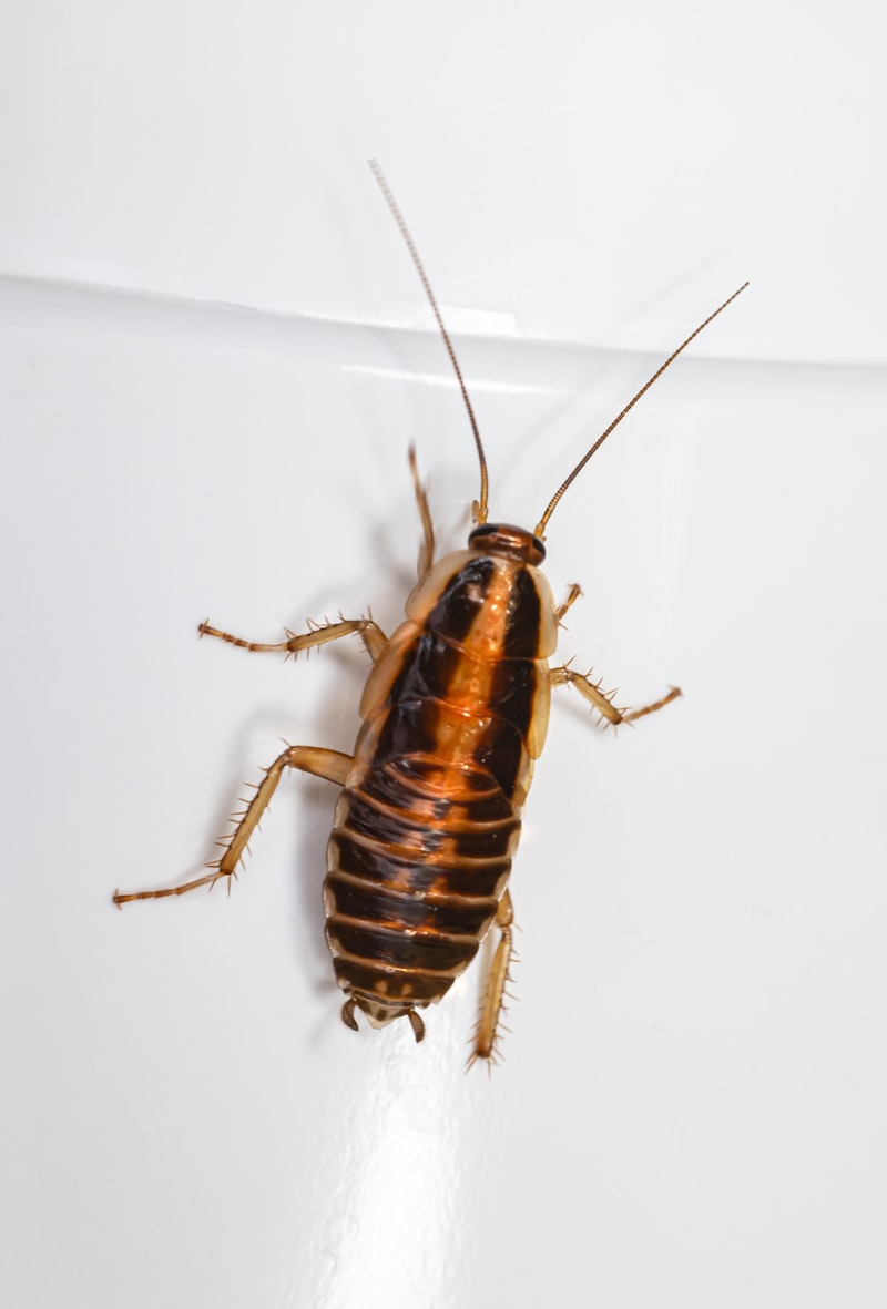 Cockroach — common household pest