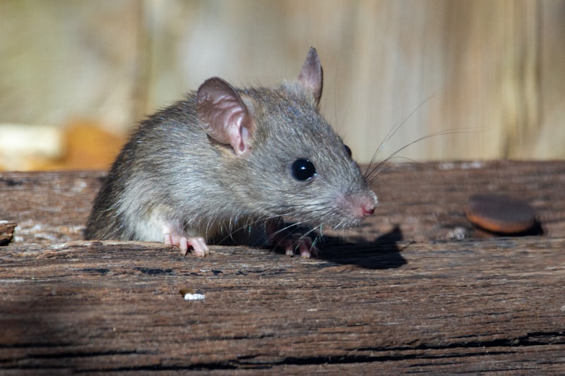 Rodent — mouse or rat infestation