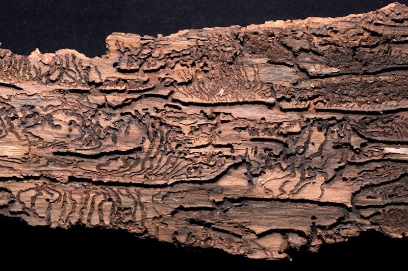Termite damage inside wood